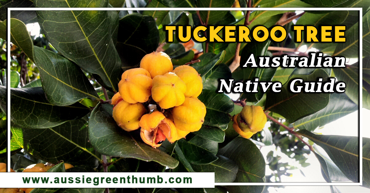 Tuckeroo Tree – Australian Native Guide
