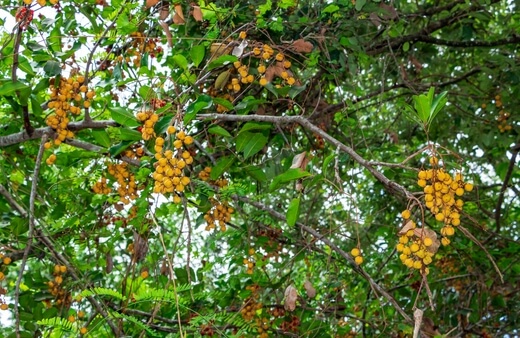 Tuckeroo tree fruit