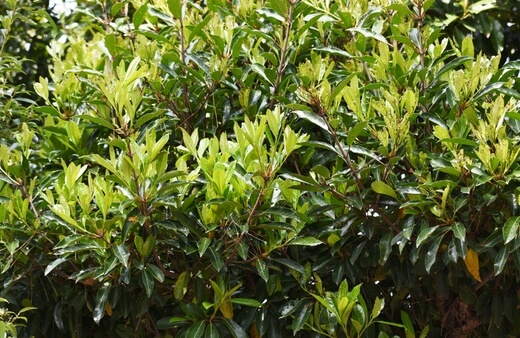 Viburnum odoratissimum are easy to grow hedging plants