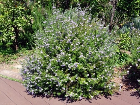 Westringia fruticosa is a fast-growing hedge plant