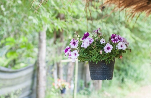 What are Petunias?