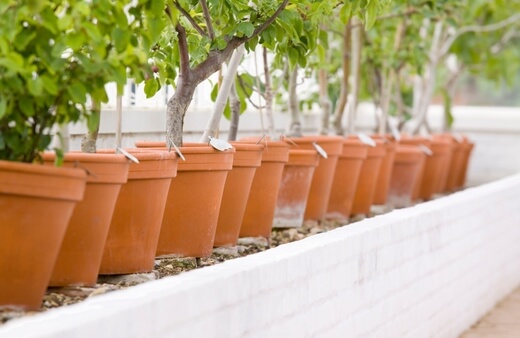 Where to Buy Affordable Terracotta Pots