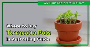 Where to Buy Terracotta Pots in Australia | 2023 Guide