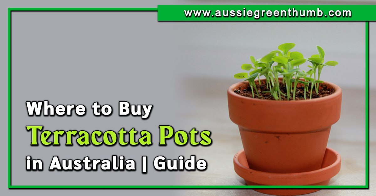 Where to Buy Terracotta Pots in Australia 2024 Guide