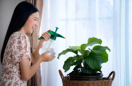 A woman watering a Orbifolia prayer plant