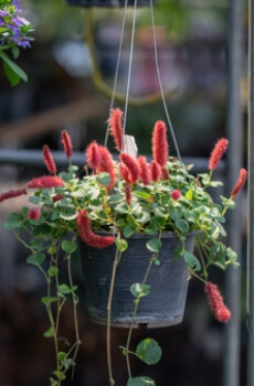 Acalypha reptans can be grown indoors and outdoors