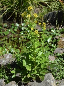 Barbarea australis commonly known as Native Wintercress
