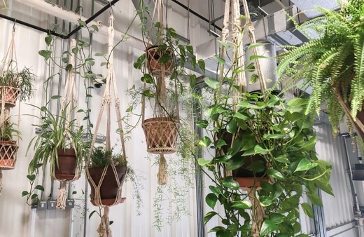 Best Hanging Plants Australia
