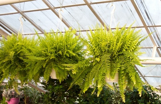 Boston Ferns make great hanging plants