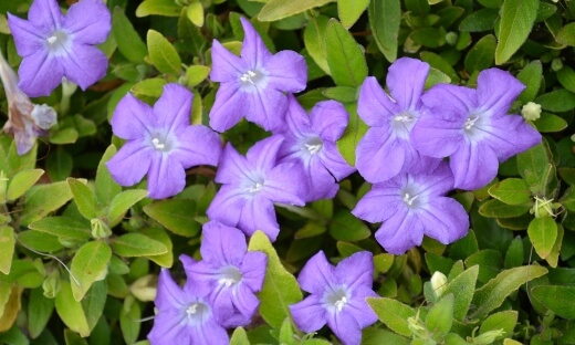 Brunoniella pumilio 'Little Blue Trumpets' are low maintenance hanging plants that are easy to grow