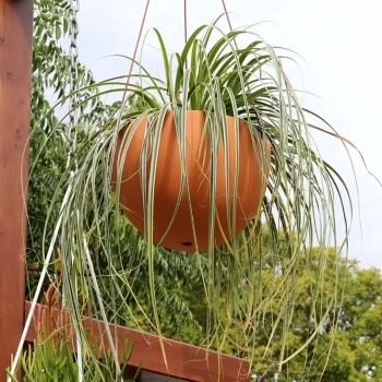 Carex oshimensis 'Feather Falls' look amazing when used as hanging plants