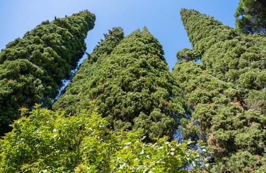 Caring for Mediterranean Cypress