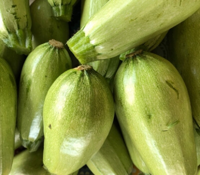 Cousa squash have an oval shape and are sweeter than zucchini