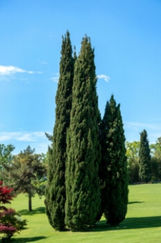 Cupressus sempervirens commonly known as Pencil pine