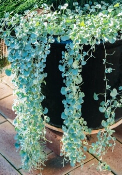 Dichondra Silver Falls cascades beautifully over the sides of a hanging basket
