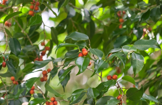 Ficus Benjamina Fruits