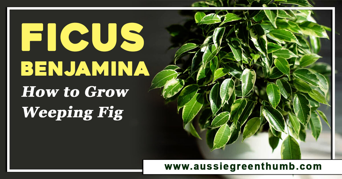 Ficus Benjamina – How to Grow Weeping Fig