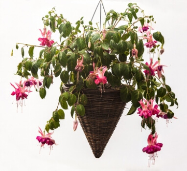Fuchsias are wonderful plants for hanging baskets