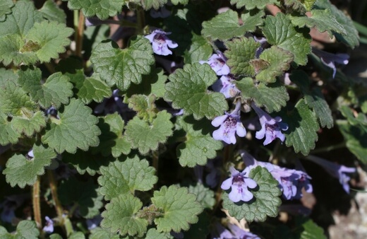 Glechoma hederacea also known as Creeping Greenie