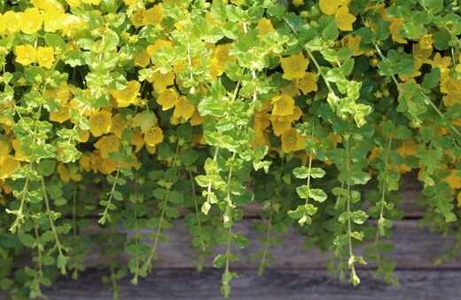Golden Creeping Jenny are outdoor hanging plants