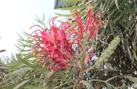 Grevillea Banksii Flowers