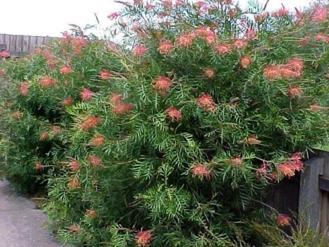 Grevillea Banksii commonly known as Byfield waratah, Kahili Flower, Red Silky Oak