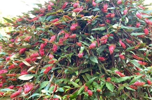 Grevillea Poorinda Royal Mantle is just one of many Poorinda cultivars that were introduced during the 1970s and 1980s