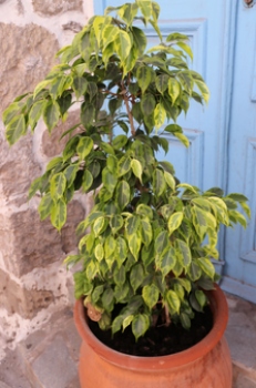Growing Ficus Benjamina in a pot