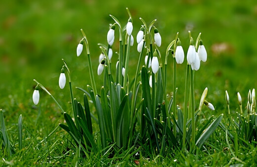 How to Care for Snowdrops