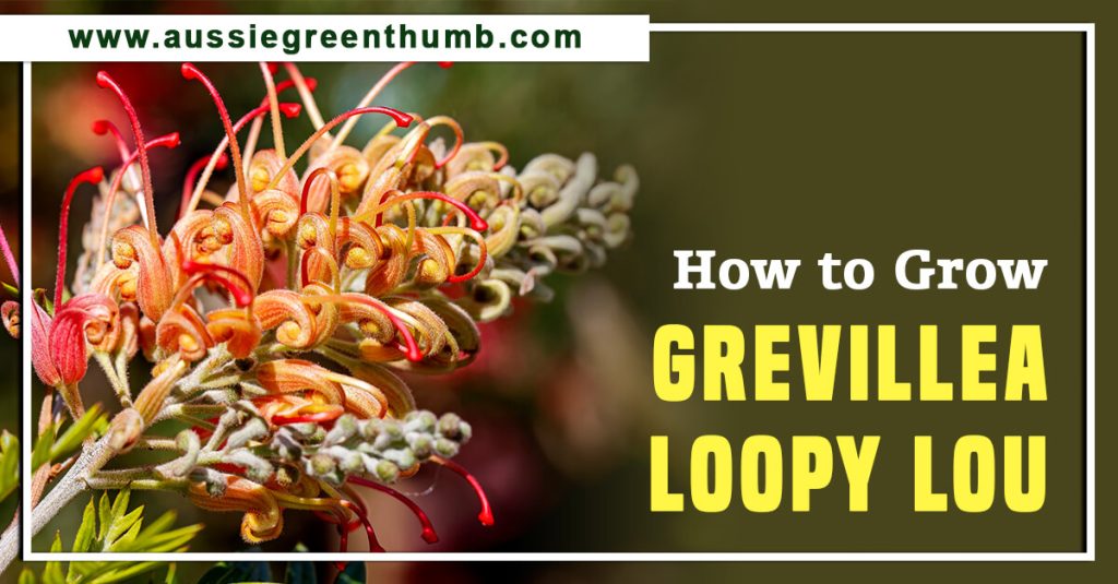 How to Grow Grevillea Loopy Lou