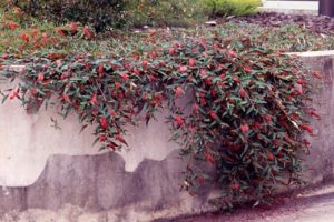 How to Grow Grevillea Royal Mantle