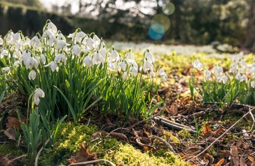 How to Grow Snowdrops in Australia