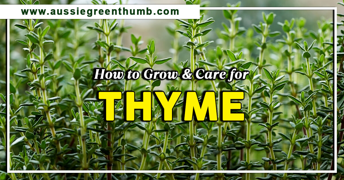 How to Grow and Care for Thyme AGT
