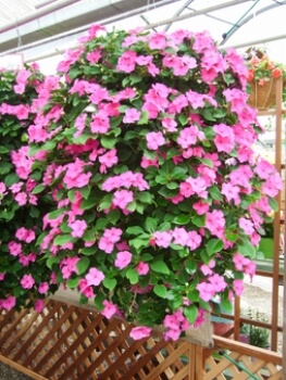 Impatiens walleriana also known as Busy Lizzies