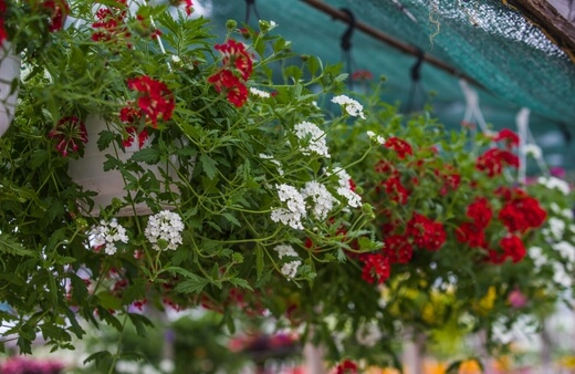 Ivy Pelargonium hanging plants should be grown outdoors in all-day shade