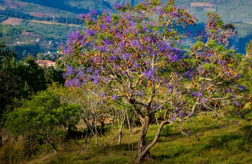 Jacaranda mimosifolia is undoubtedly the most commonly sighted purple flowering tree in Australia
