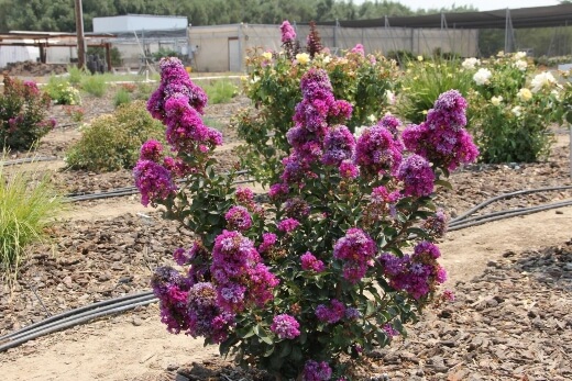 Lagerstroemia 'Purple Magic' are excellent purple flowering trees for planting in the garden