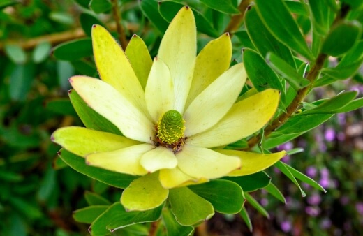 Leucadendron laureolum is known as the Golden Conebush