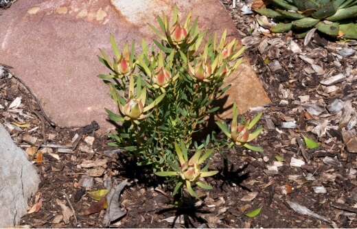 Leucadendron salignum is one of the most cultivated and cross-bred in the genus