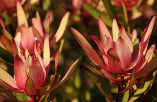 Leucadendron ‘Red Gem’ sports bronze-red flowers that open up to a soft yellow with red bracts