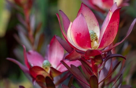 Leucadendron ‘Safari Sunset’ features rich deep-red floral bracts adorned with buttery-yellow blooms