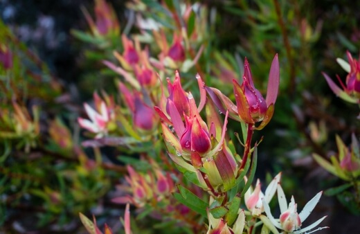 Leucadendrons or conebushes are endemic to South Africa
