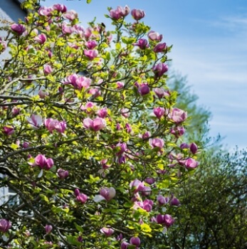 Magnolia 'Royal Purple'
