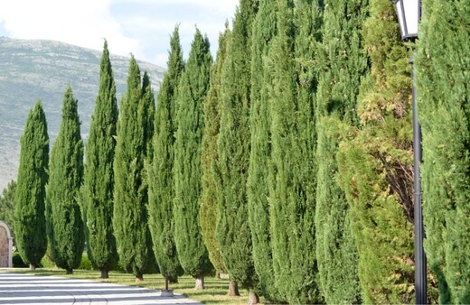 Mediterranean cypress or Cupressus sempervirens