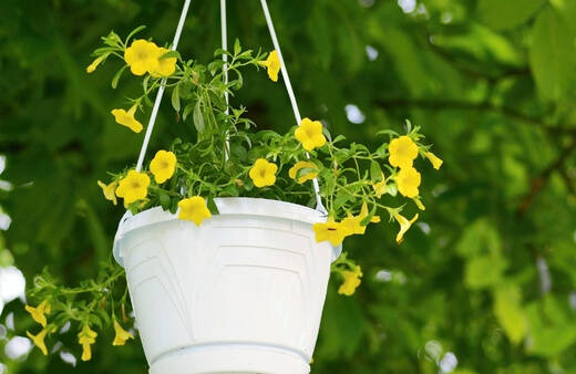 Million Bells make perfect hanging basket plants