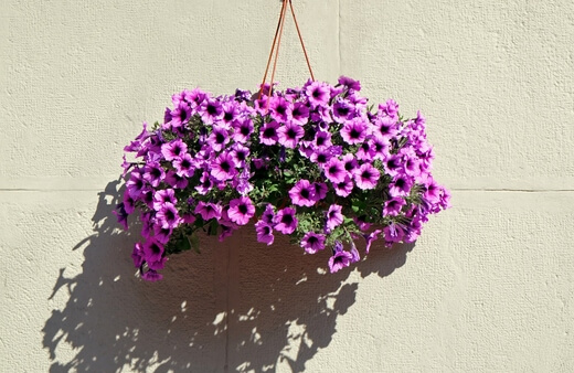 Petunias are mounding plants with branching foliage and wide, trumpet-shaped flowers.