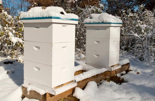 Preparing a Beehive for Winter