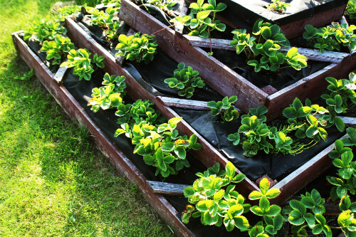 Raised garden bed ideas are a popular and effective way to grow plants and beautify your yard