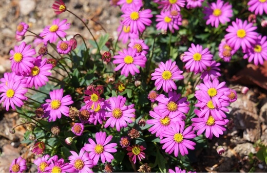 Rock Daisy are low spreading perennial with thin, linear leaves