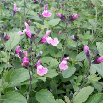 Salvia ‘Angel Wings’